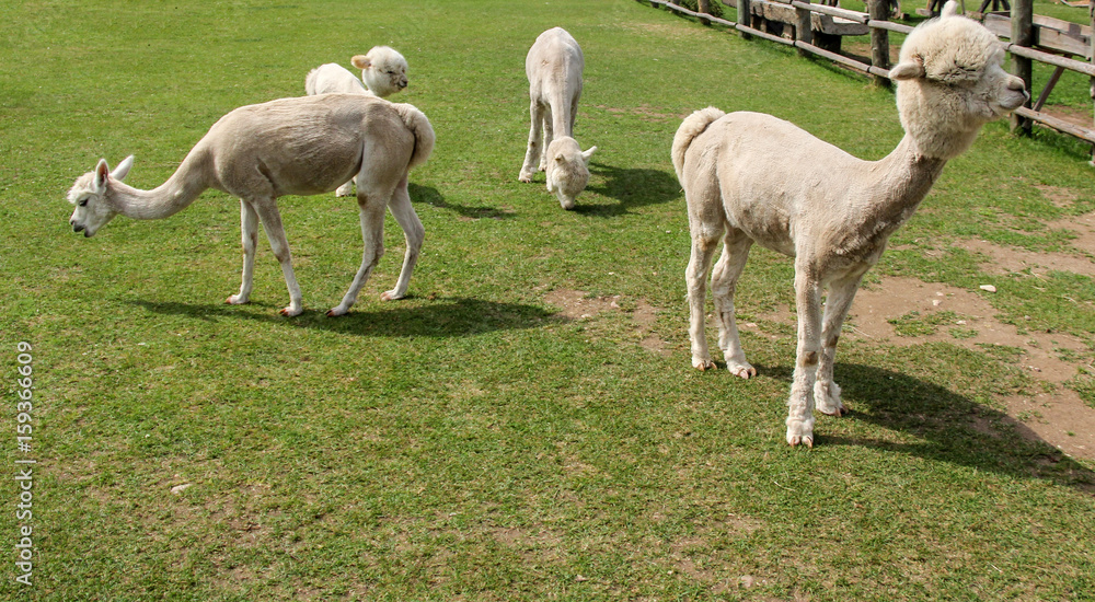 alpaca and llama with funny hairstyle alpaca and llama with funny hairstyle