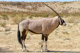Oryx (Gemsbok) photographed in the Kgalagadi Transfrontier National Park between South Africa, Namibia, and Botswana.