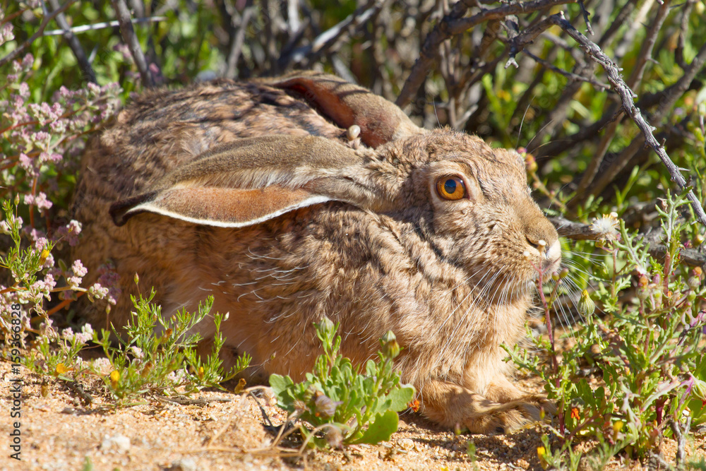 A cape hare resting in a warm and sunny spot in the Goegap Nature Reserve near Springbok in the Northern Cape, South Africa. A cape hare resting in a warm and sunny spot in the Goegap Nature Reserve near Springbok in the Northern Cape, South Africa.