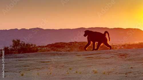 A baboon strides purposefully against the rising sun at Augrabies Falls Nature Reserve in the Northern Cape, South Africa. © Fred
