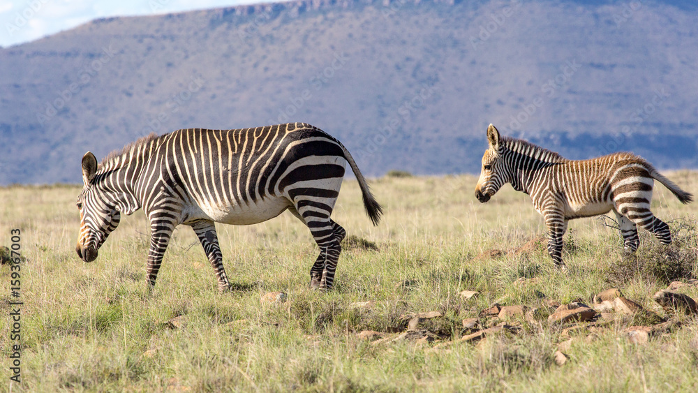 Fototapeta premium Mother Zebra and her foal, photographed against a mountainous background in the Mountain Zebra National Park, Eastern Cape; South Africa.