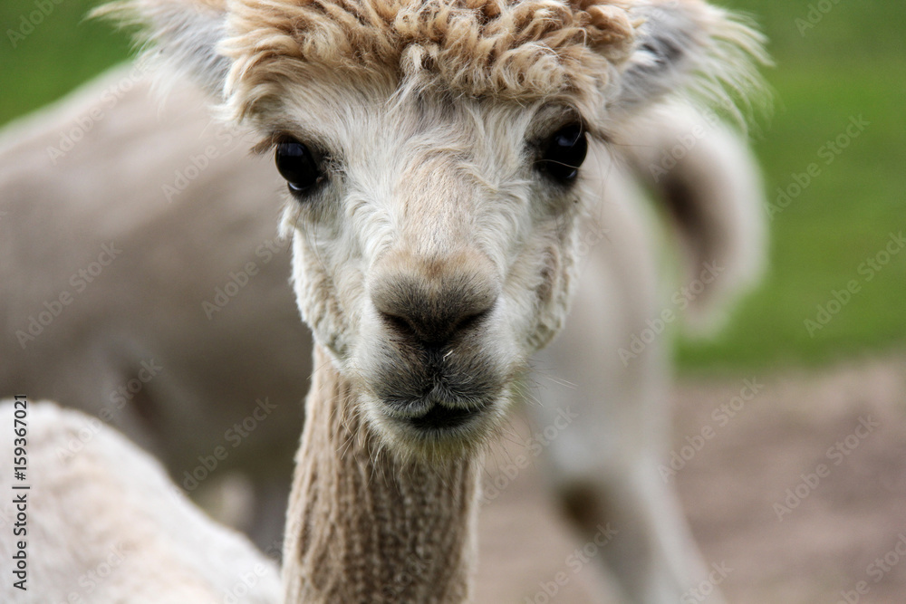 alpaca and llama with funny hairstyle