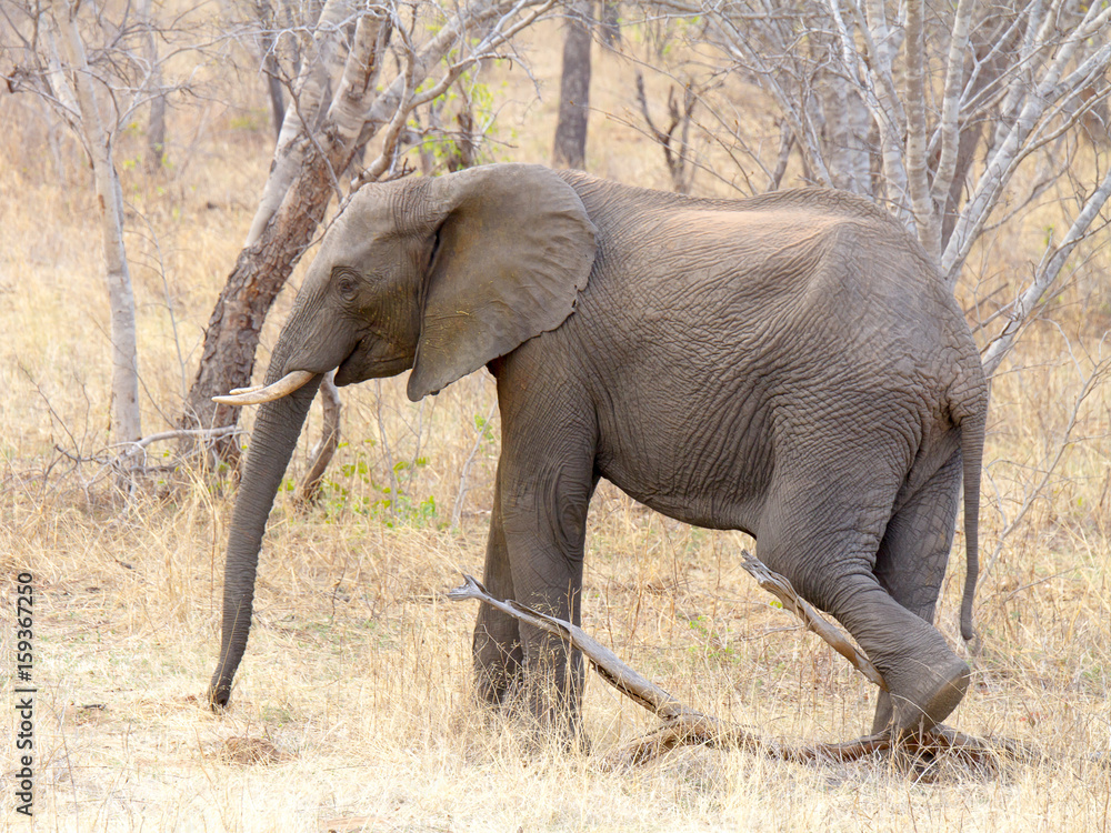 Fototapeta premium Elephant photographed in the Chobe Game Reserve, Botswana.