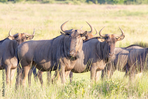 A herd of blue wildebeest at Hluhluwe/Imfolozi National Park.