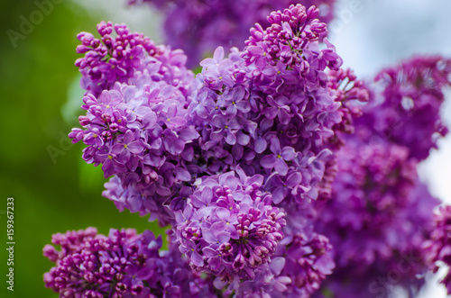Branch of lilac flowers with green leaves, floral natural macro background