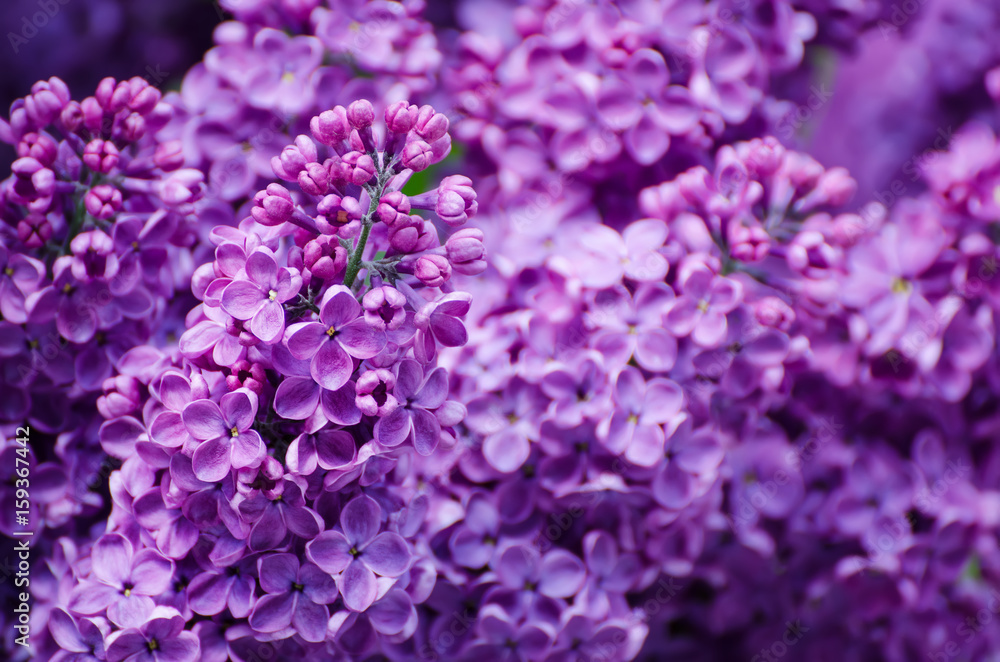 Macro image of spring soft violet lilac flowers, natural seasonal floral background. Can be used as holiday card with copy space. Macro image of spring soft violet lilac flowers, natural seasonal floral background. Can be used as holiday card with copy space.