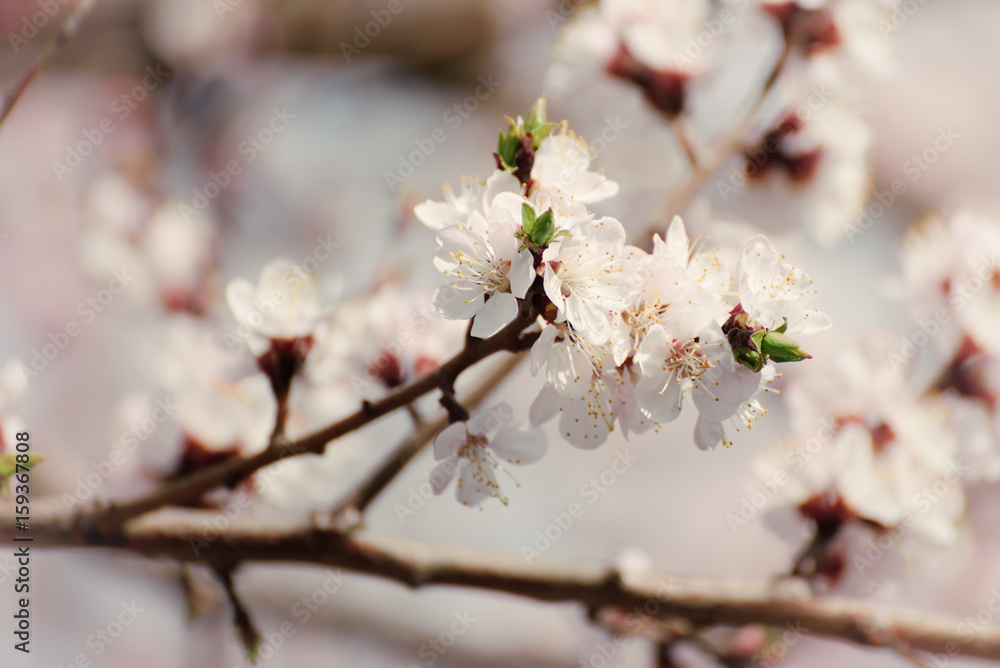 Apricot tree flower with buds and blossoms blooming at springtime, vintage retro floral background Apricot tree flower with buds and blossoms blooming at springtime, vintage retro floral background