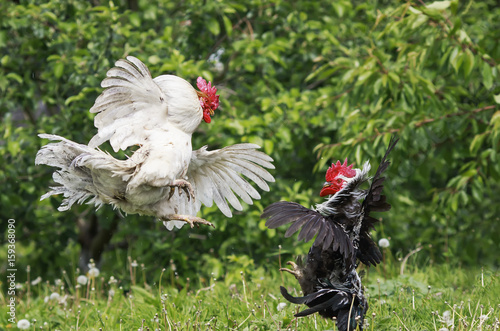 black and white fighting cocks flapping their wings and flying in the summer garden