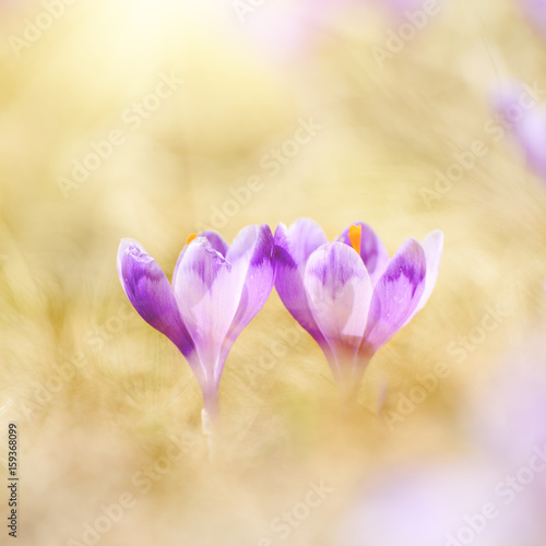 Bild auf Leinwand Couple of beautiful violet crocuses flower growing in the dry yellow grass, the first sign of spring