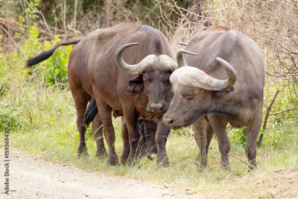 Three buffalo photographed at Hluhluwe/Imfolozi Game Reserve in South Africa.  Note the third behind the first two.