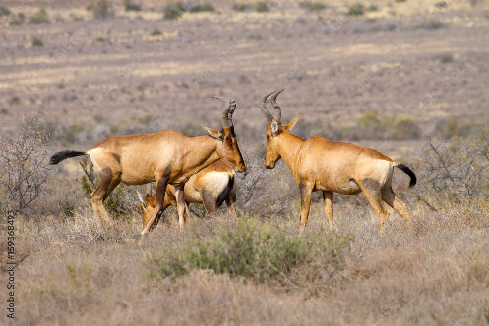 Red hartebeest males square up.  Photographed in the Karoo National Park near Beaufort West, Western Cape; South Africa.