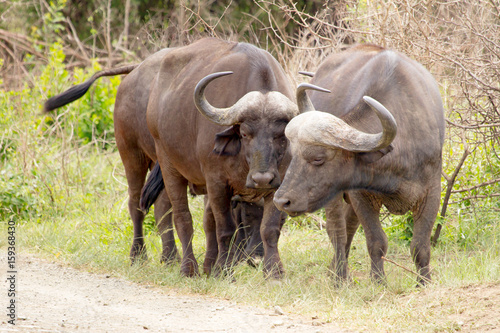 Three buffalo photographed at Hluhluwe Imfolozi Game Reserve in South Africa.  Note the third behind the first two.