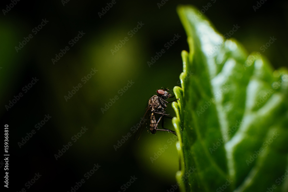 Fliege auf Blatt Fliege auf Blatt