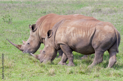 Mother and daughter  calf  rhinoceros photographed at Tala Private Game Reserve near Pietermaritzburg in KwaZulu-Natal  South Africa