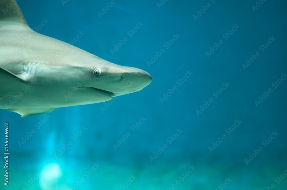 Fototapeta premium beautiful and dangerous shark in the water