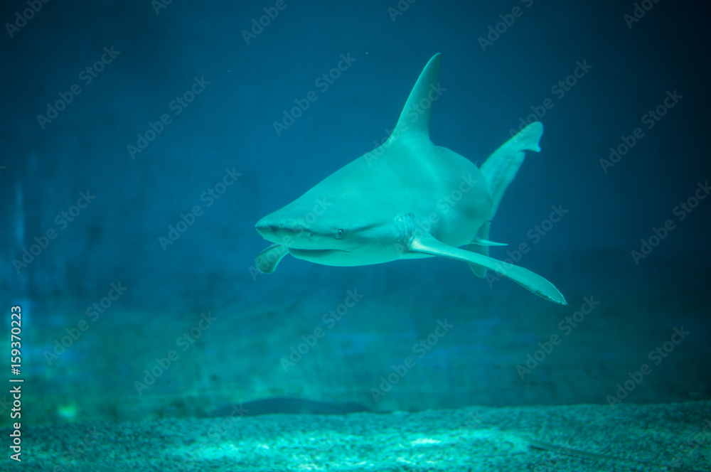 Obraz premium beautiful and dangerous shark in the water