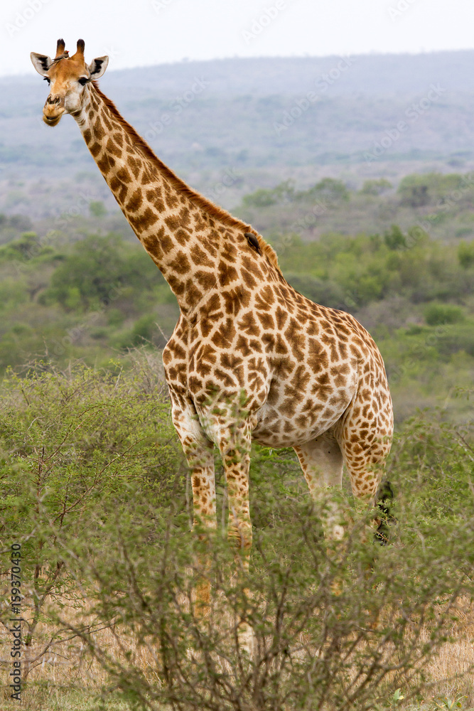 Giraffe photographed at Hluhluwe/Imfolozi Game Reserve in South Africa.  See the ox-peckers on its head and neck.