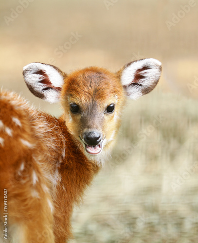 Canvas Print closeup of a cute sitatunga