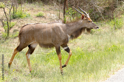 Male nyala photographed at Hluhluwe/Imfolozi Game Reserve in South Africa. photo