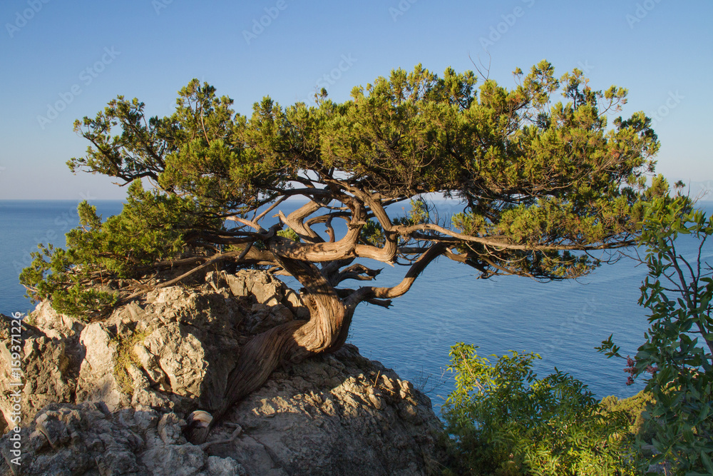 Fototapeta premium Mountain top, rock with orange moss, blue sky with clouds, lonely tree