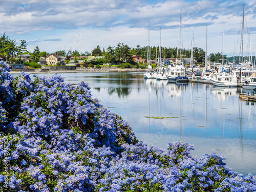 California Lilac blooming in front of marina with moored boats