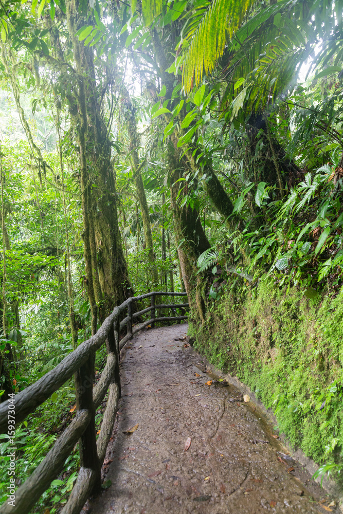 Fototapeta premium Path in lush rainy rainforest