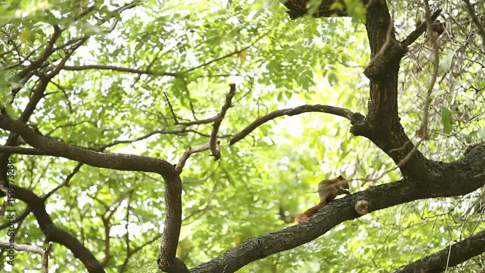 Fluffy ginger squirrel sits on a tree and eats nuts. Lumpini park. Bangkok, Thailand. Fluffy ginger squirrel sits on a tree and eats nuts. Lumpini park. Bangkok, Thailand.