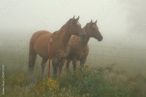 Horses © Mary