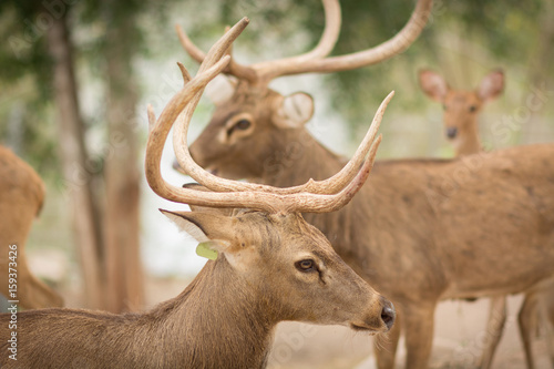 Fototapeta Naklejka Na Ścianę i Meble -  deer in zoo
