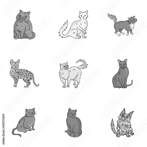 Collection of cats in one picture. Different cats in one picture. Cat breeds icon in set collection on monochrome style vector symbol stock illustration.
