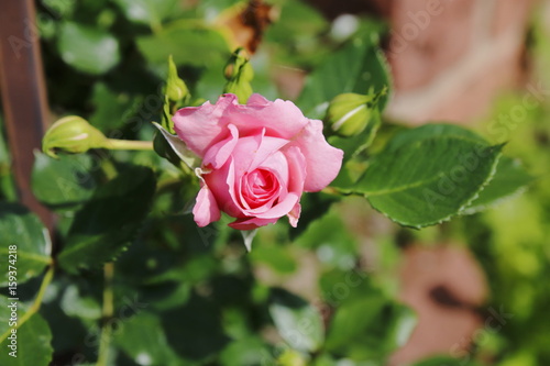 Rosa, pink Rose