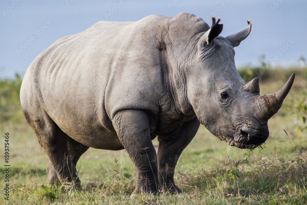 Obraz premium White Rhino Profile
