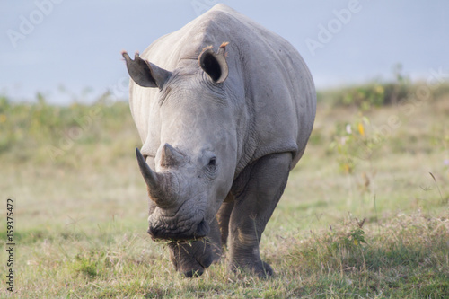 White Rhino Head on