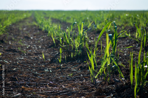 Sugar cane plantation