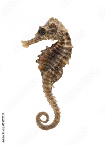 Closeup of a sea horse swimming on a white background