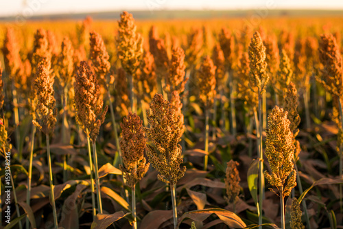 Sorghum Plantation industry