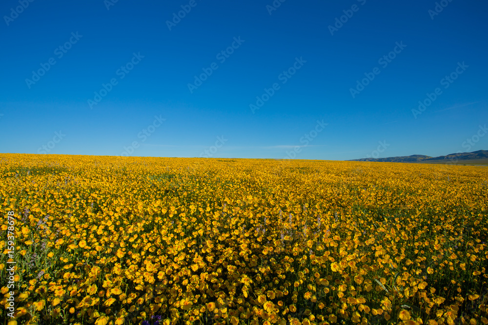 Carrizo Plain Wildflowers 2017