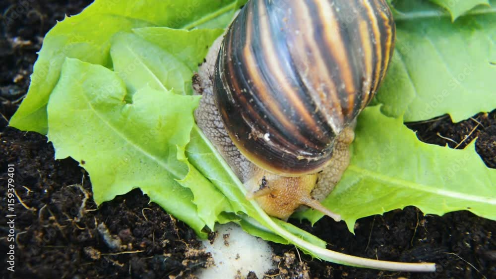 Giant African land snail eating fresh green leave Stock Video Adobe Stock