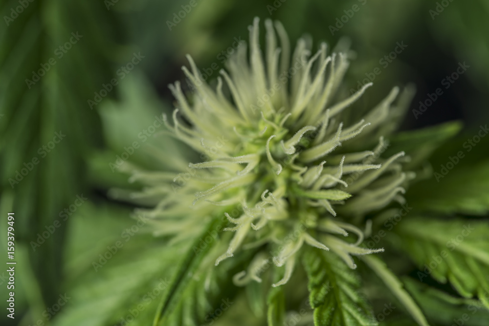 Marijuana young bloom with black background Marijuana young bloom with black background