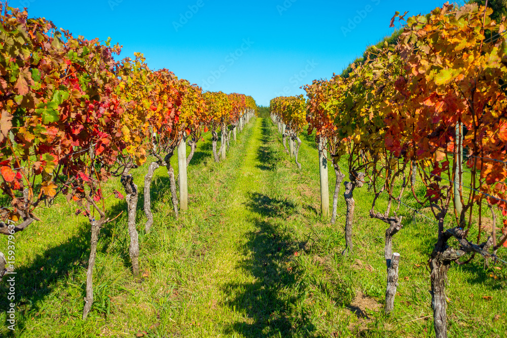 Beautiful vineyard platation with colorful leafs red, yellow and green, located in Waiheke island with a beautiful blue sky