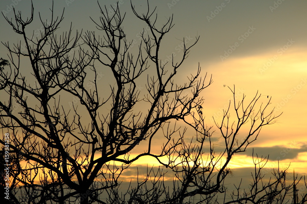 silhouette shadow tree on sunset sky feel like alone silhouette shadow tree on sunset sky feel like alone