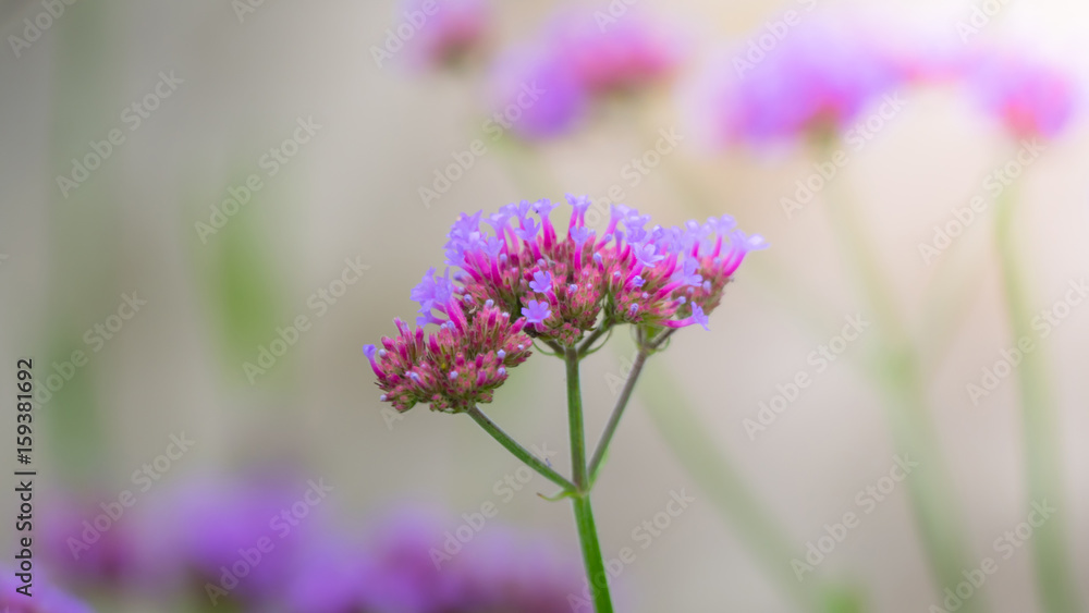 Fototapeta premium Beautiful Butterfly on Colorful Flower