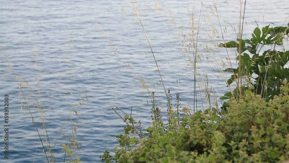 Sea surface aerial view with colourful bush Sea surface aerial view with colourful bush