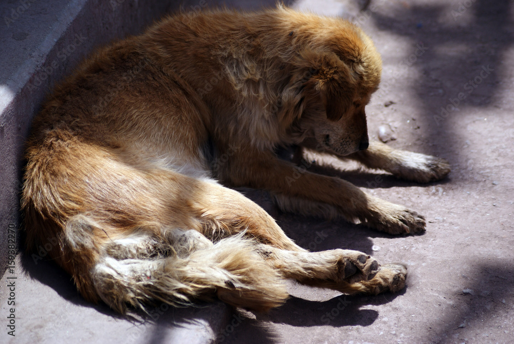 Naklejka premium SONY DSC