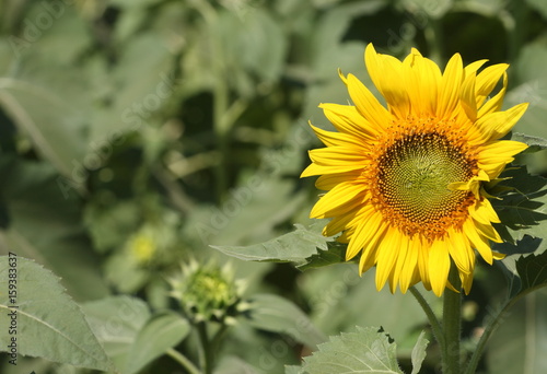 Yellow sunflower in field have copy space