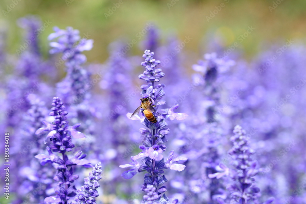 Bee eating nectar at purple little flowers in garden Bee eating nectar at purple little flowers in garden