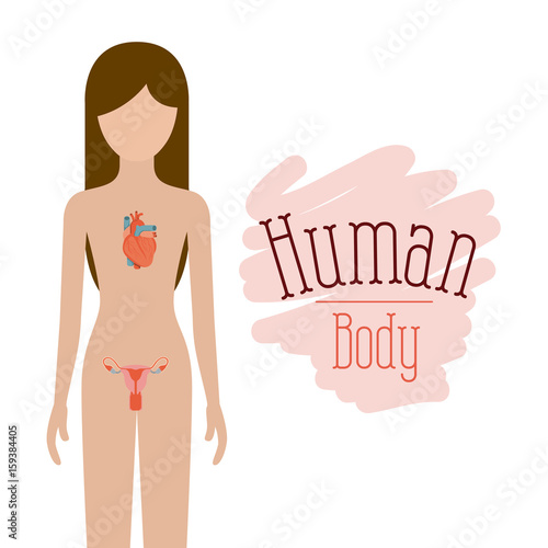 colorful silhouette female person with circulatory and reproductive system of human body vector illustration