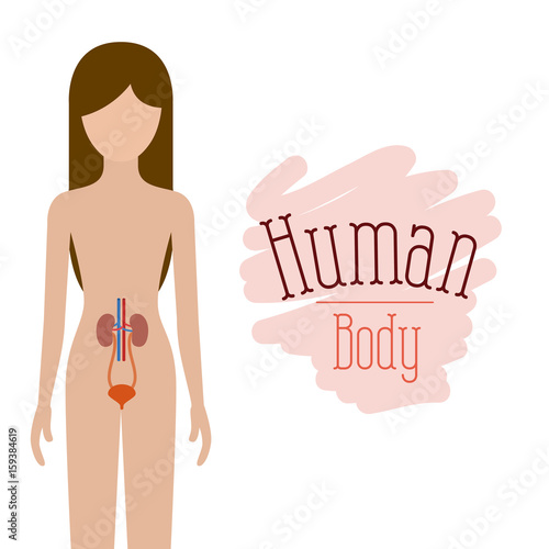 colorful silhouette female person with renal system human body vector illustration