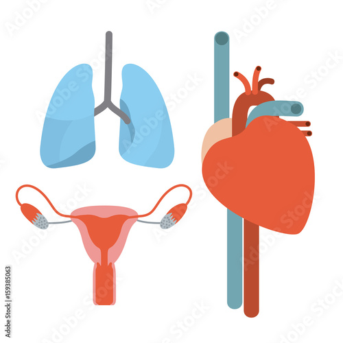 colorful silhouette set human body systems collection vector illustration