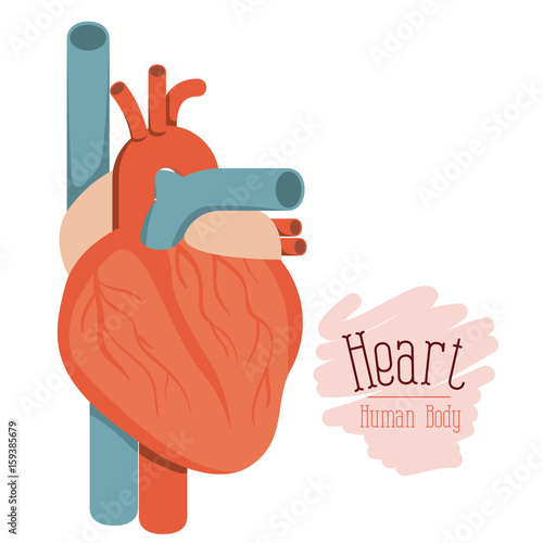 white background with colorful hearth system human body vector illustration